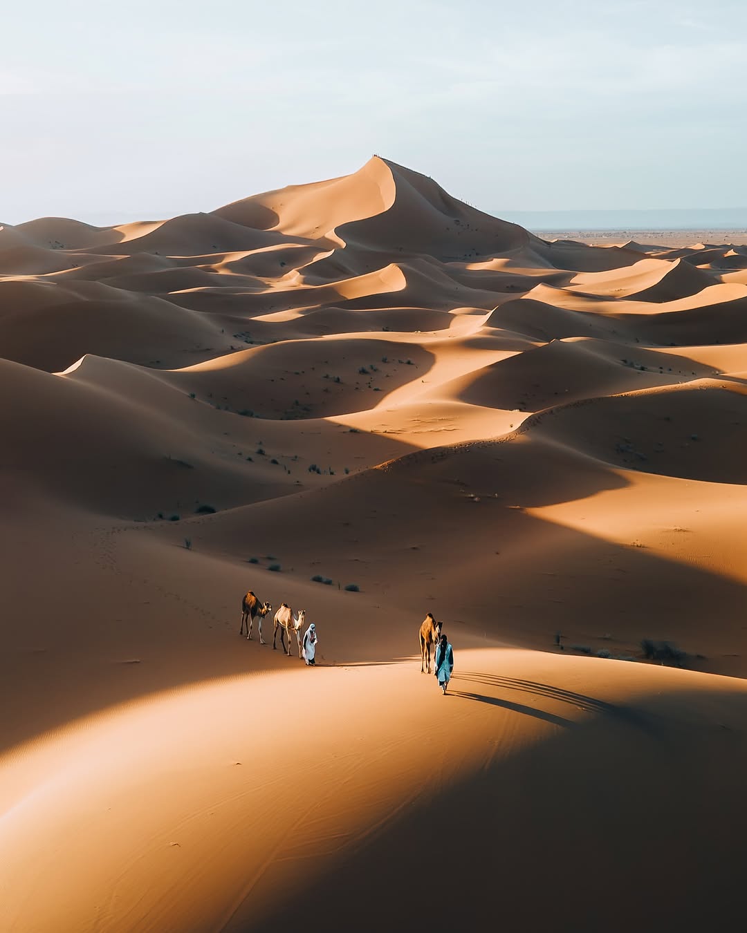 Camel caravan walking across Sahara dunes for the 4-Day Trek.