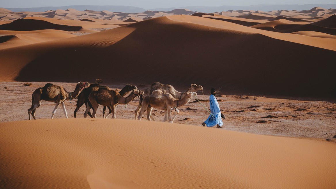 Camel caravan crossing golden Sahara dunes.