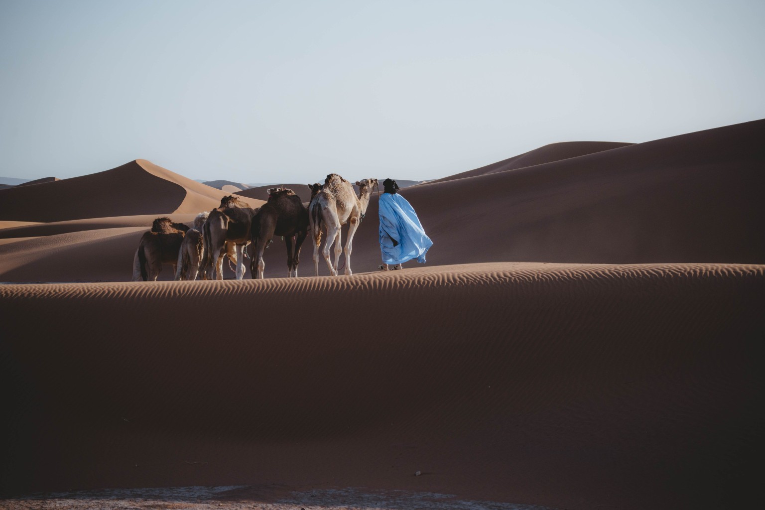 Camel caravan walking through Sahara dunes.