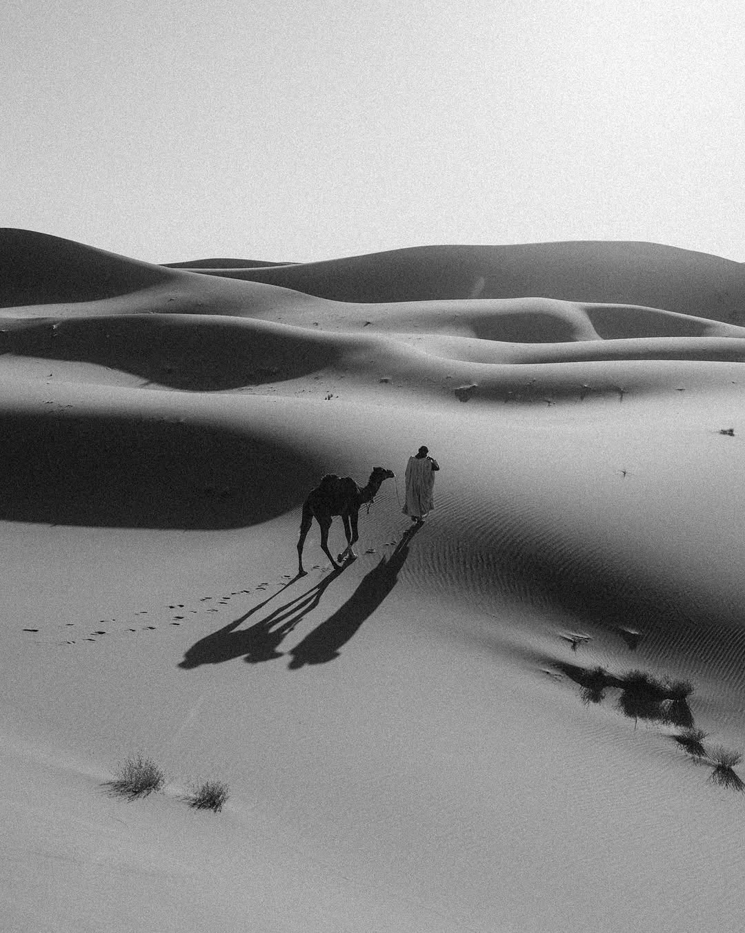 Black and white camel walk across the Sahara dunes.