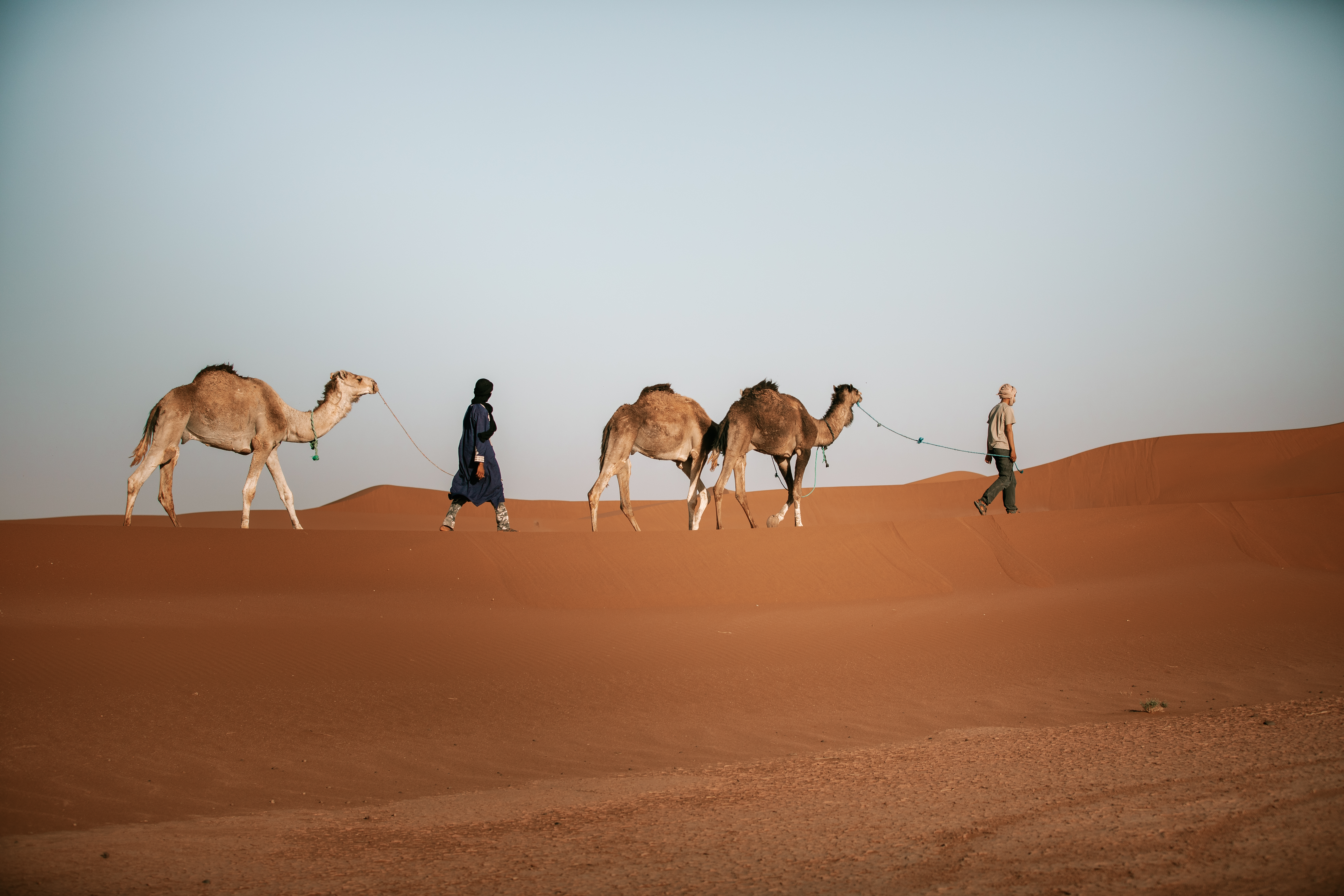 Camel Caravan on Red Dunes in the Sahara Caravan gallery.