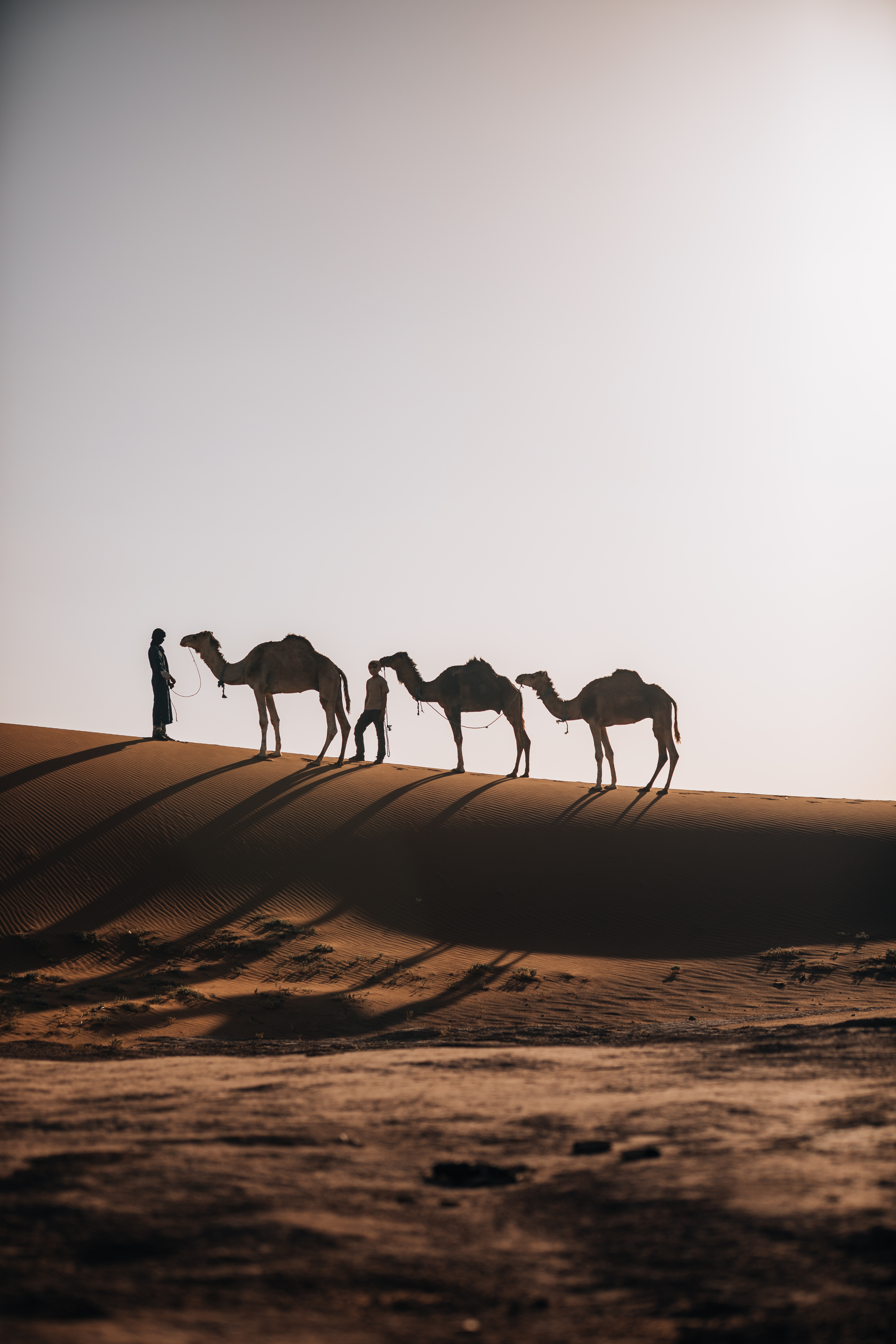 Camel Caravan Silhouette on Dunes in the Sahara Caravan gallery.