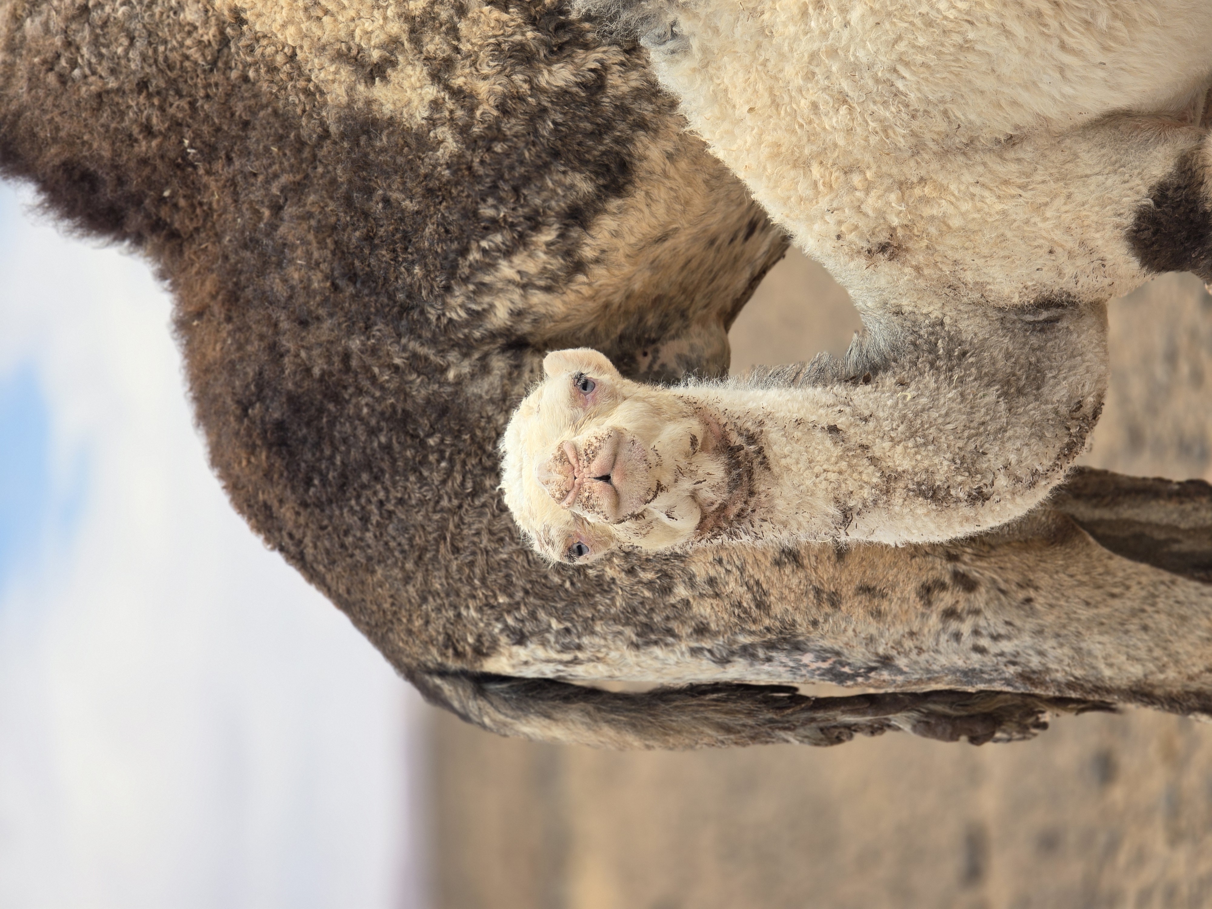 Camel Close-Up Profile in the Desert in the Sahara Caravan gallery.