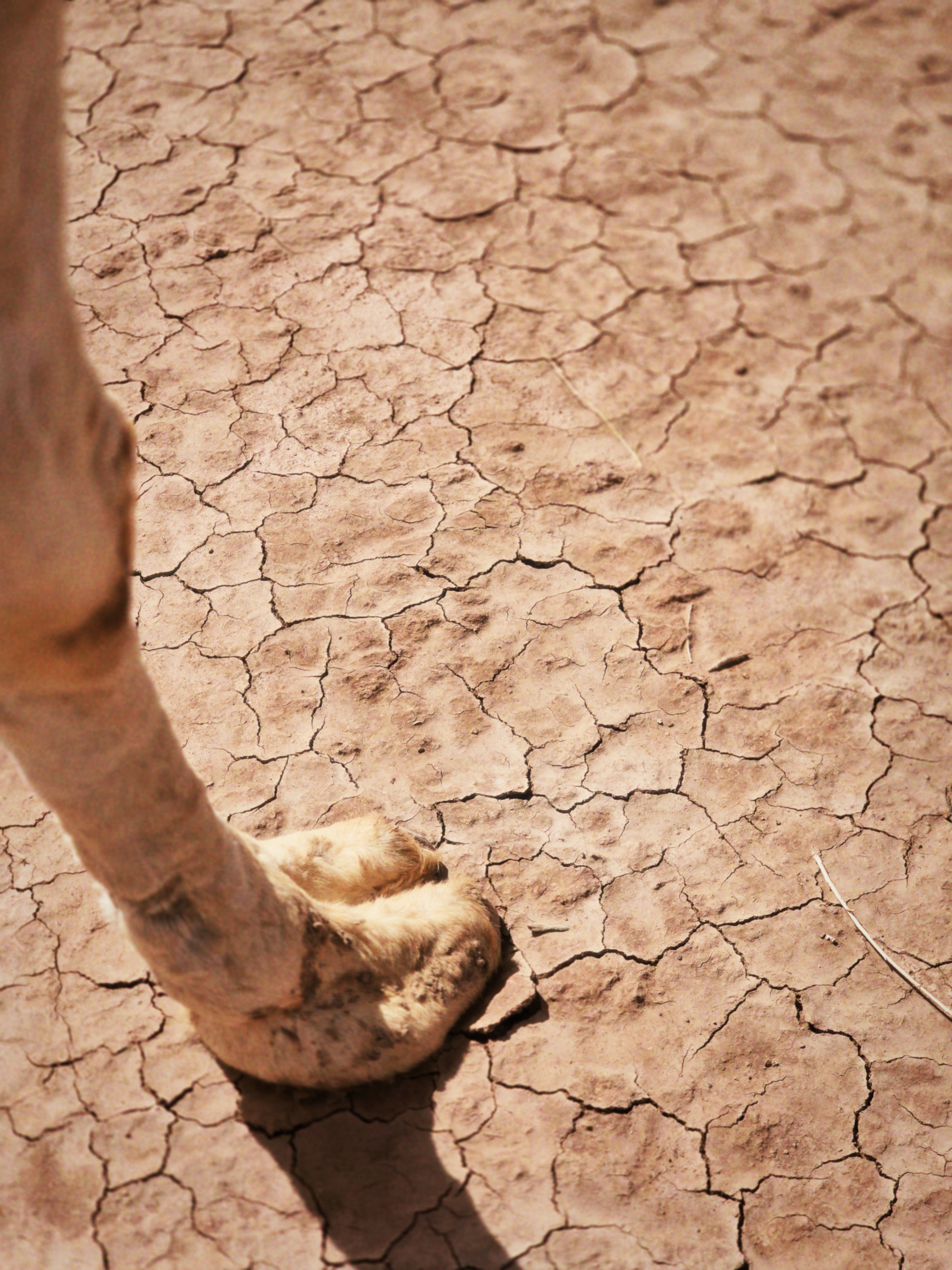 Camel Footprints on Dry Clay in the Sahara Caravan gallery.
