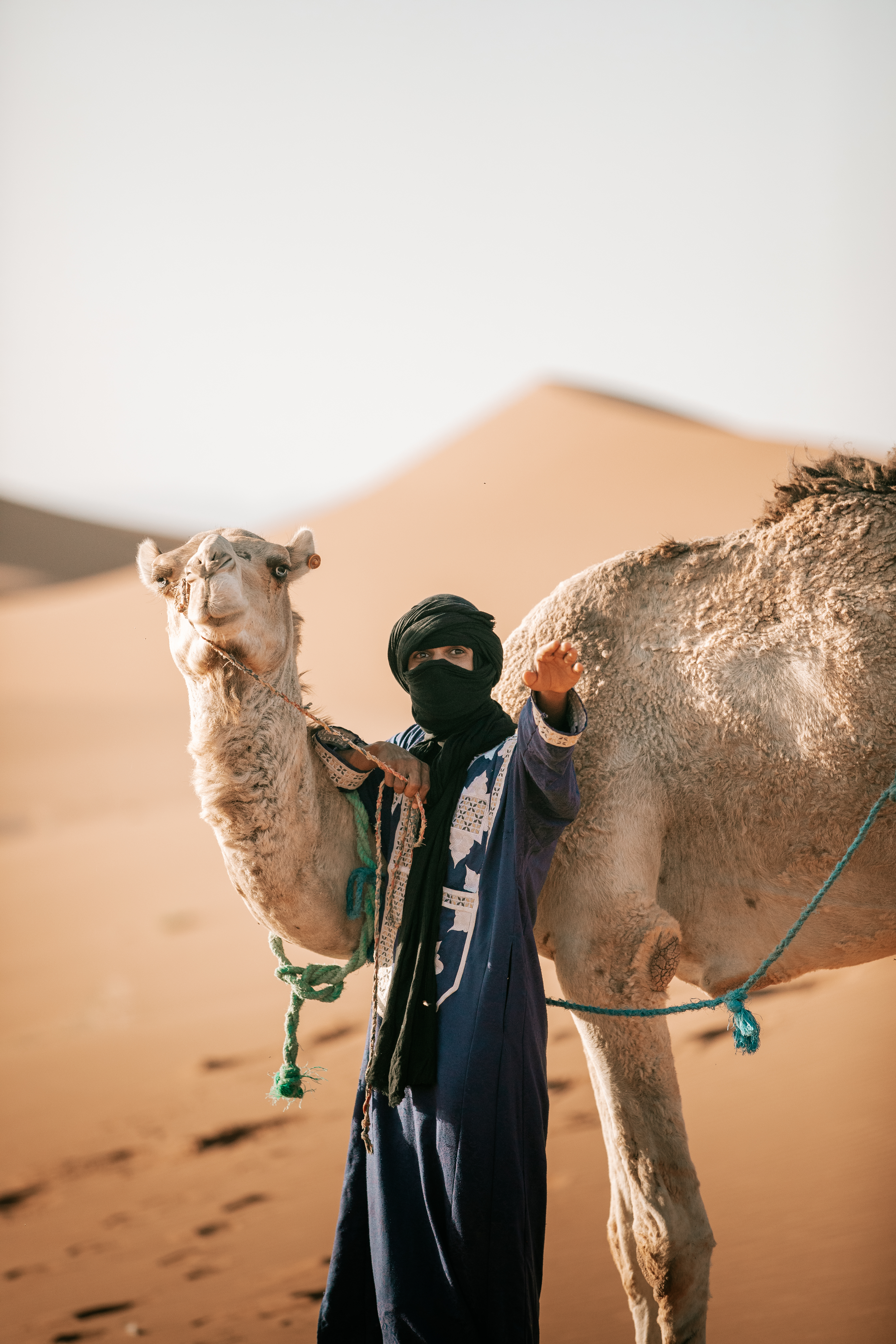 Camel Guide Between Camels in the Sahara Caravan gallery.