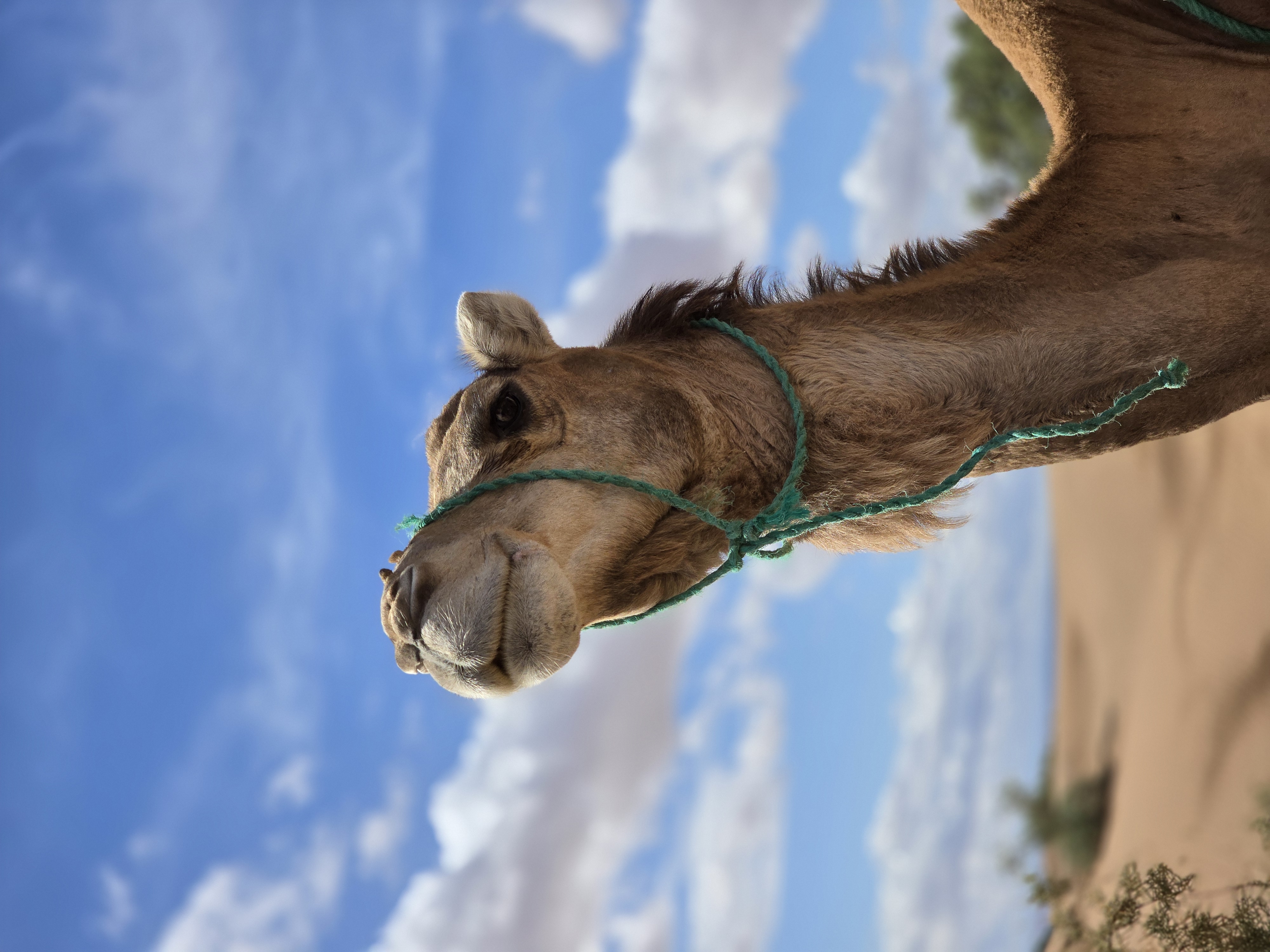Camel Head Under Blue Sky in the Sahara Caravan gallery.