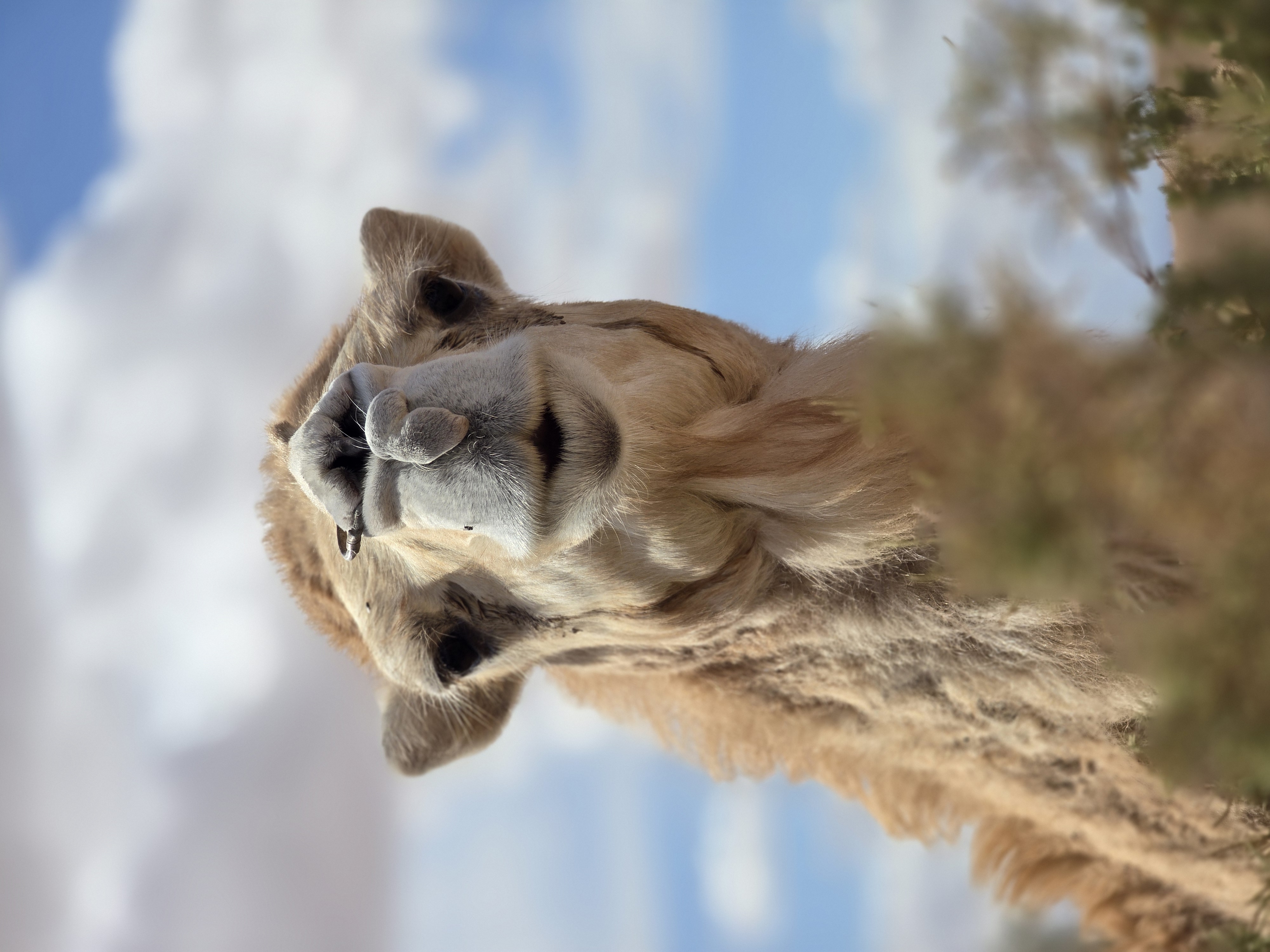 Camel Portrait Near Tamarisk in the Sahara Caravan gallery.