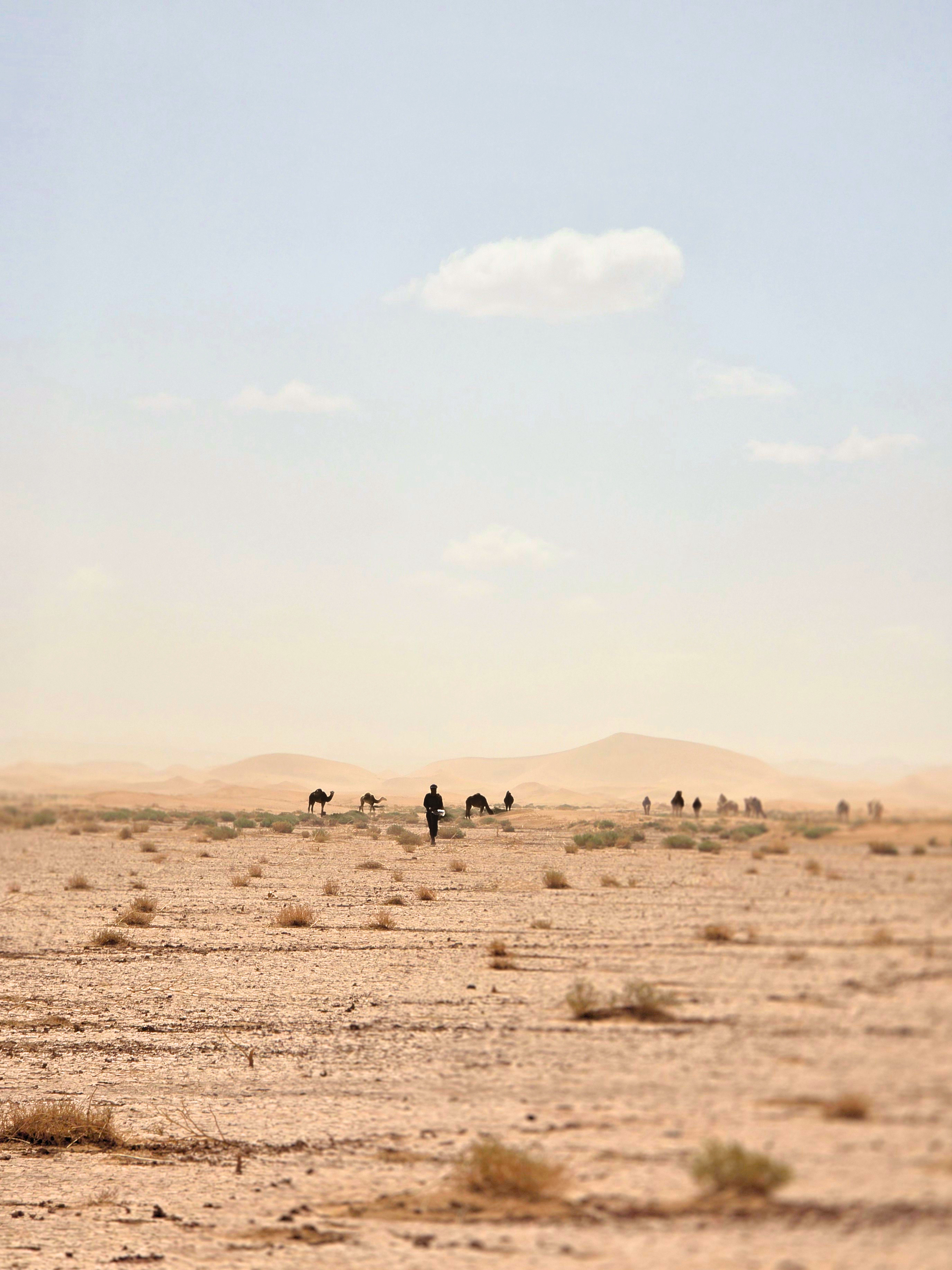 Caravan Crossing the Open Desert in the Sahara Caravan gallery.