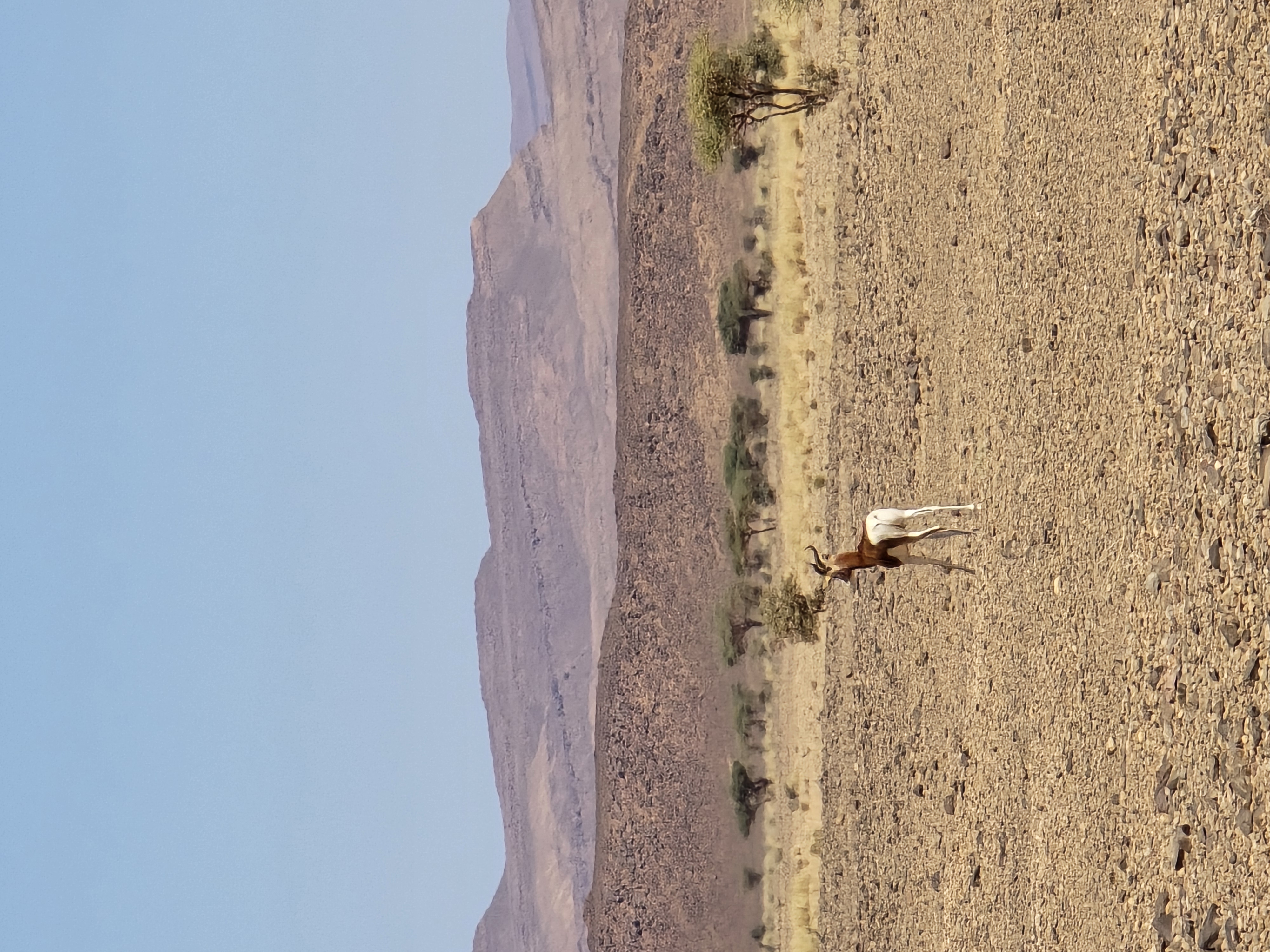 Desert Herd on a Stony Plain in the Sahara Caravan gallery.