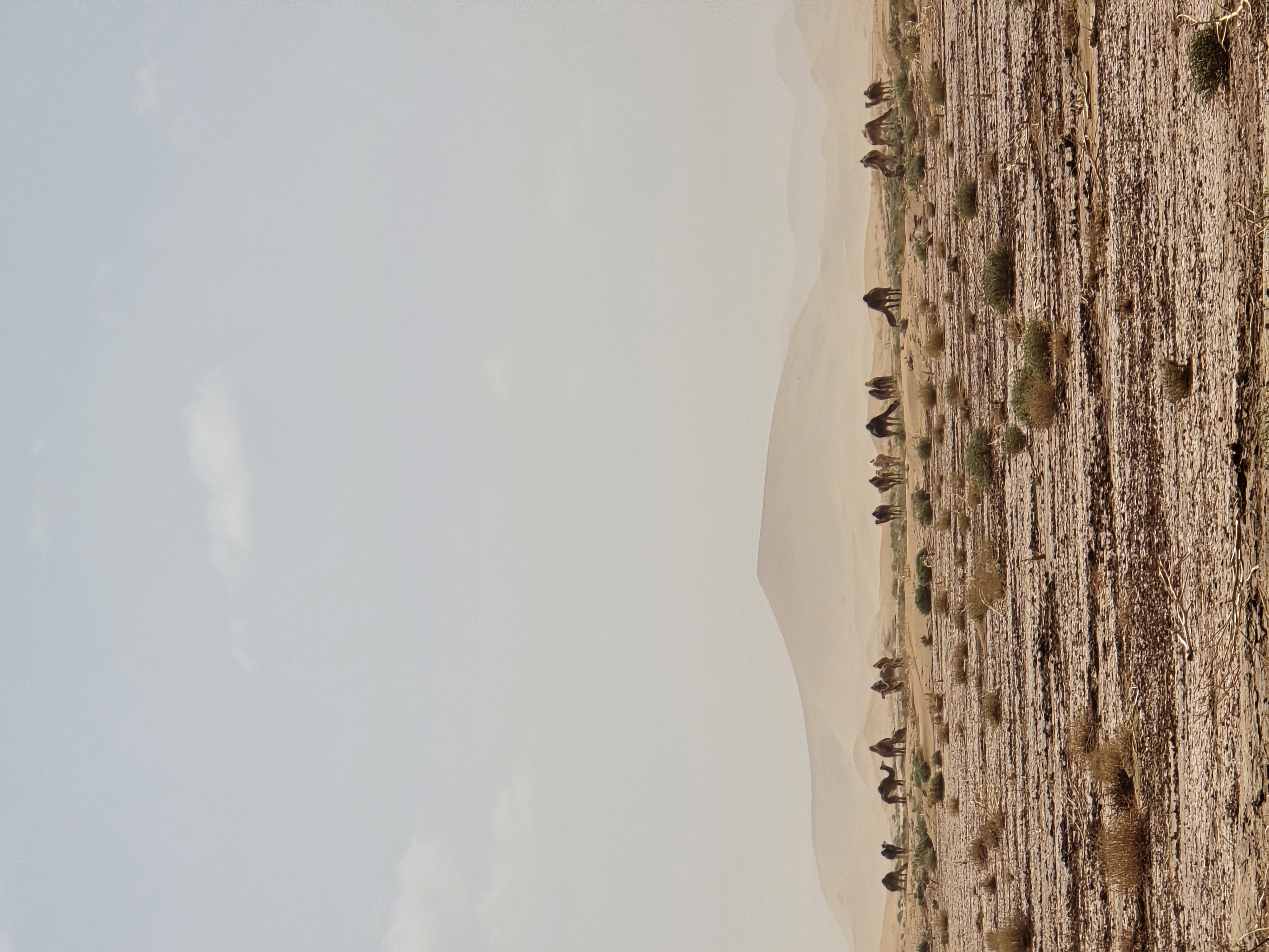Desert Herd Wide Landscape in the Sahara Caravan gallery.