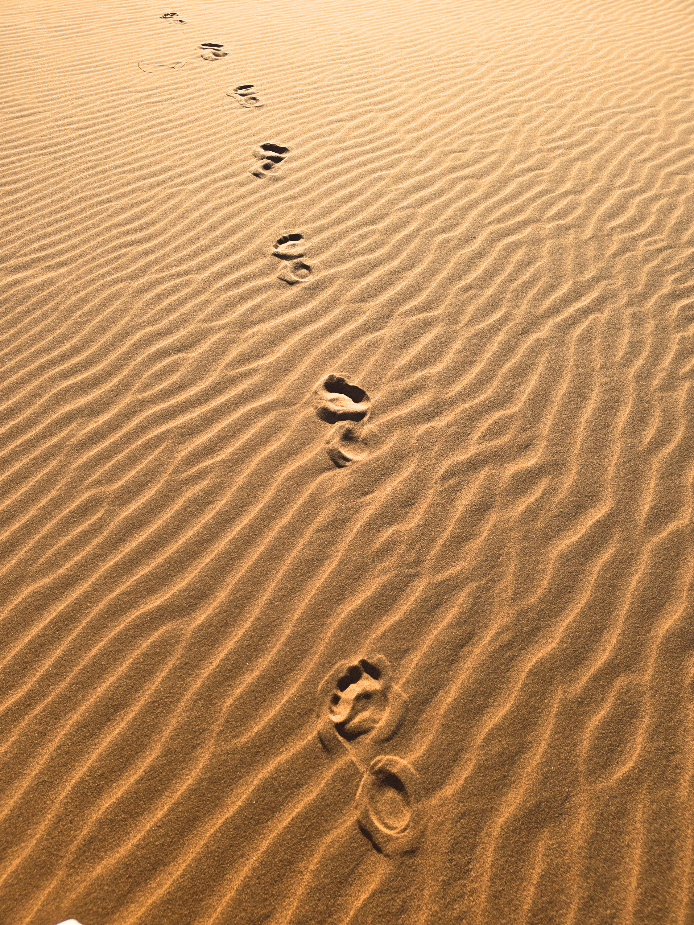 Footprints Across Rippled Sand in the Sahara Caravan gallery.