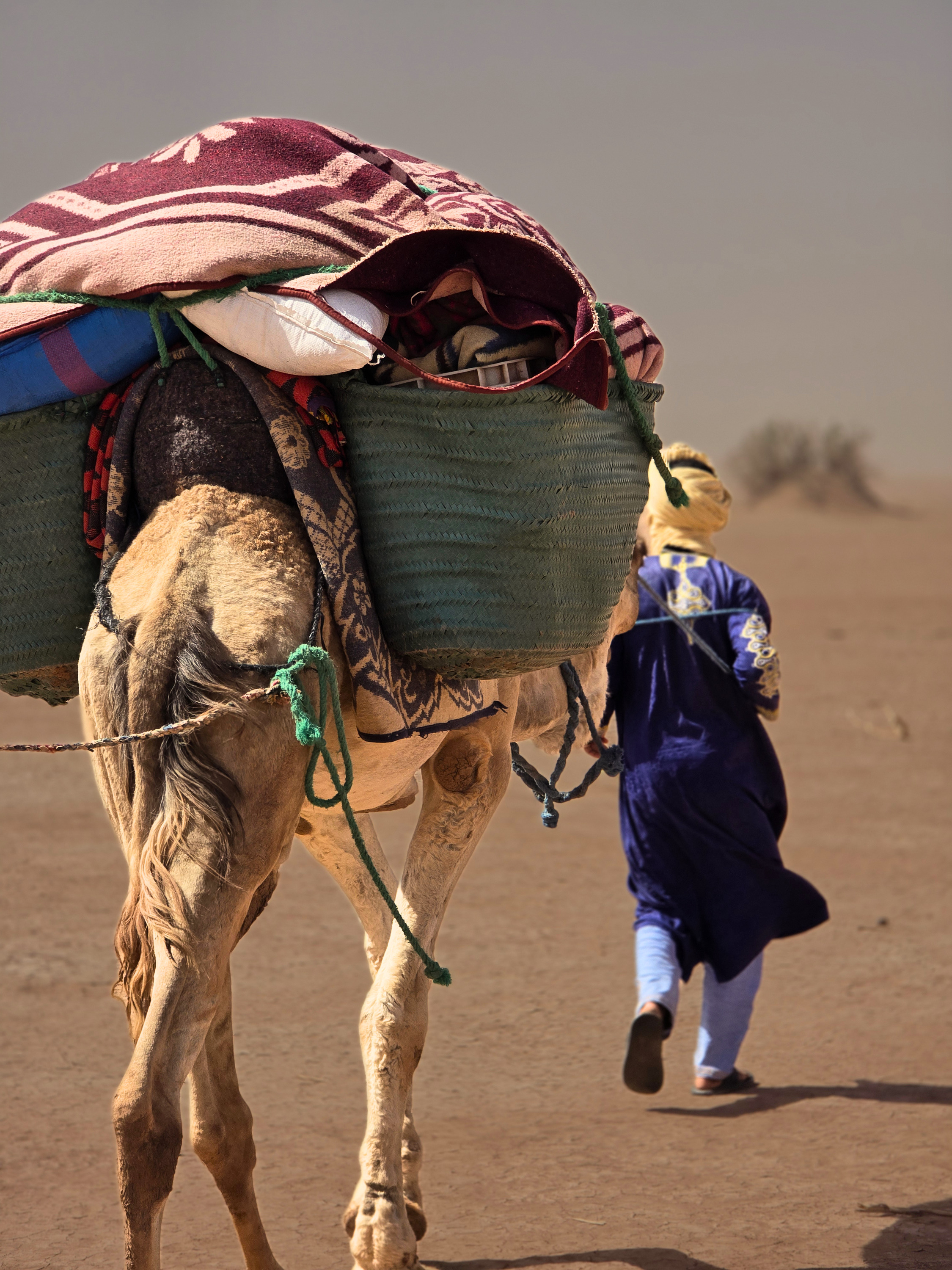 Loaded Camel with Nomad Guide in the Sahara Caravan gallery.