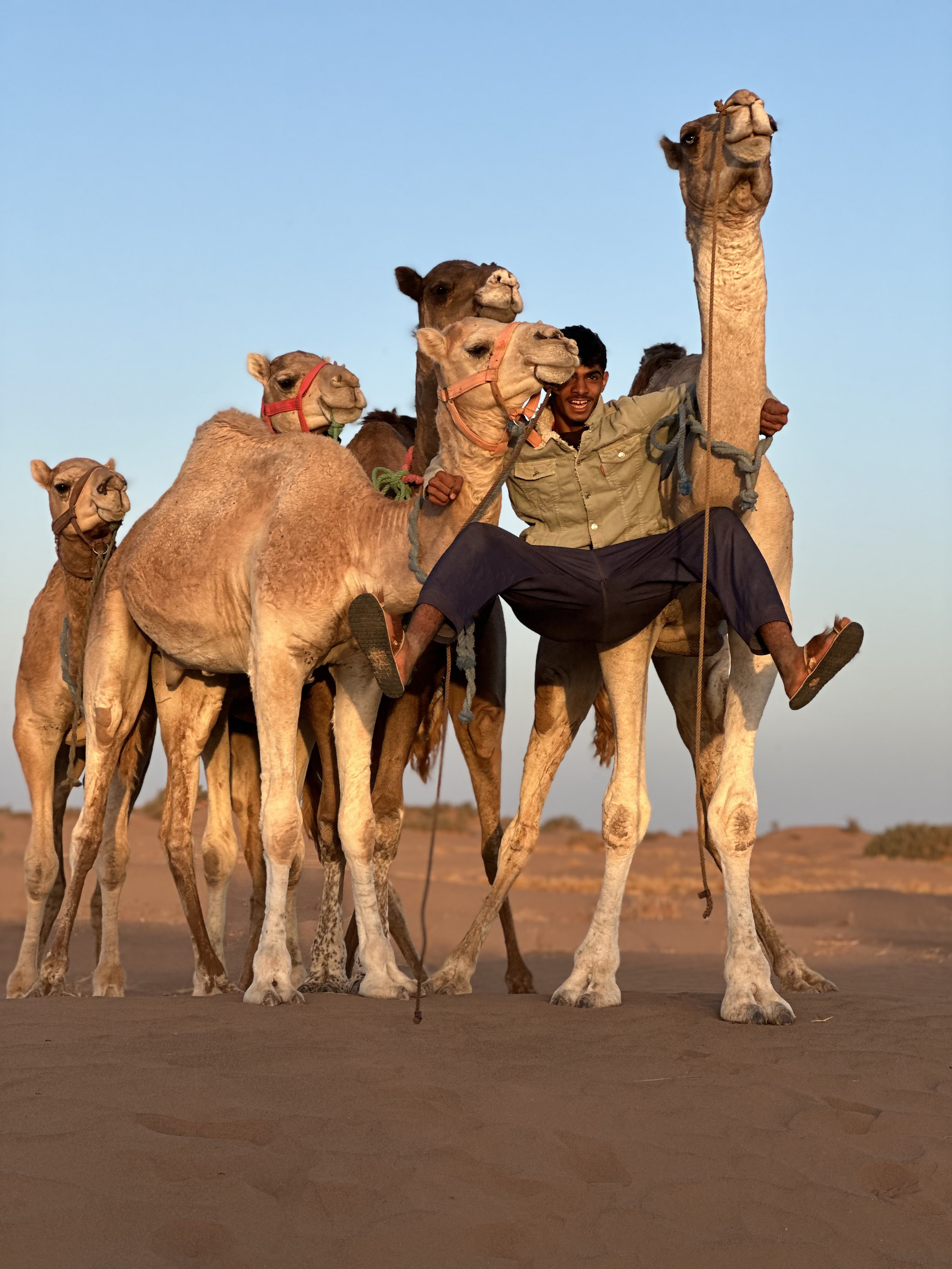 A camel keeper sitting among camels on open sand.