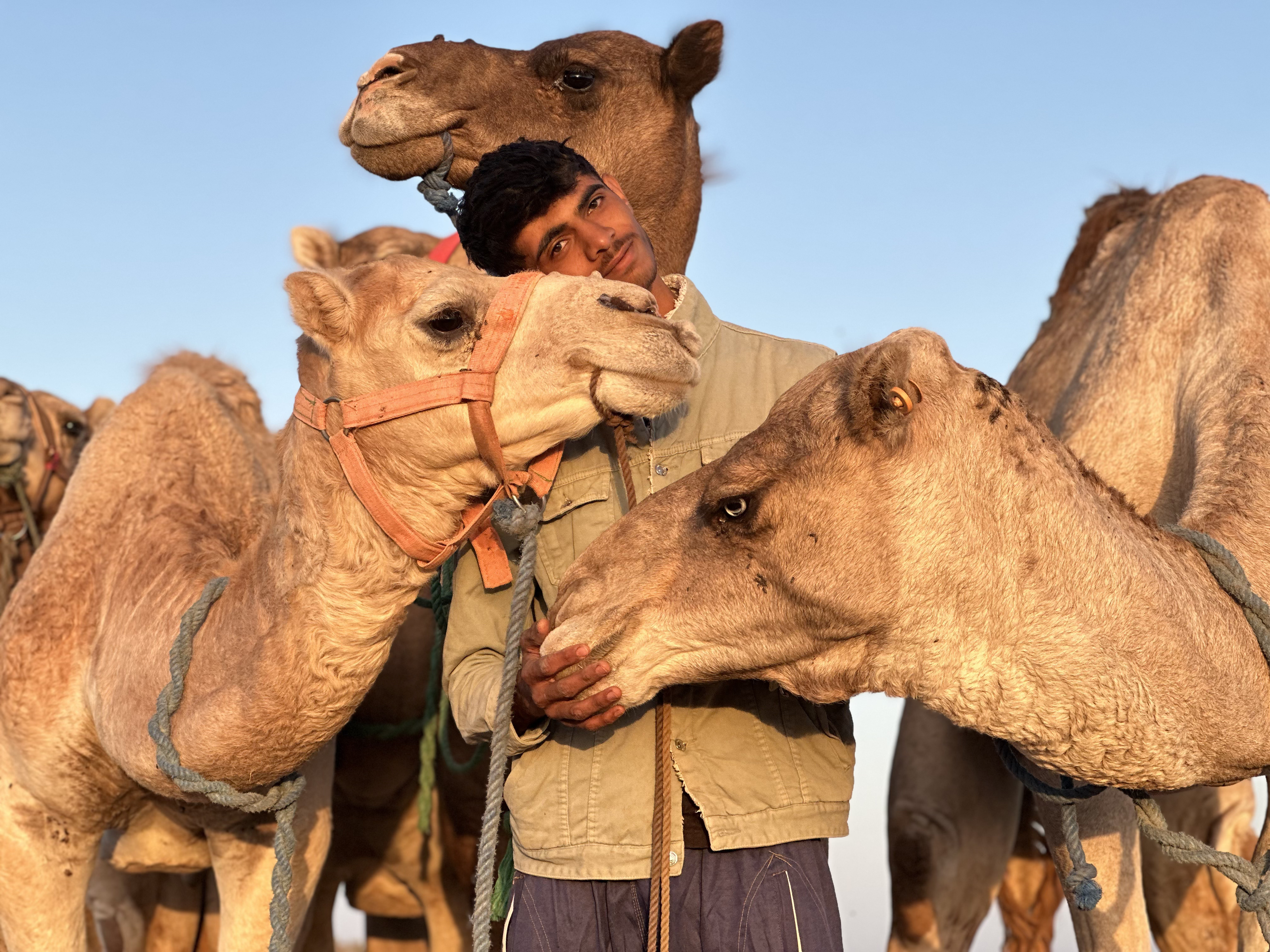 A camel guide surrounded by camels in golden Sahara light.