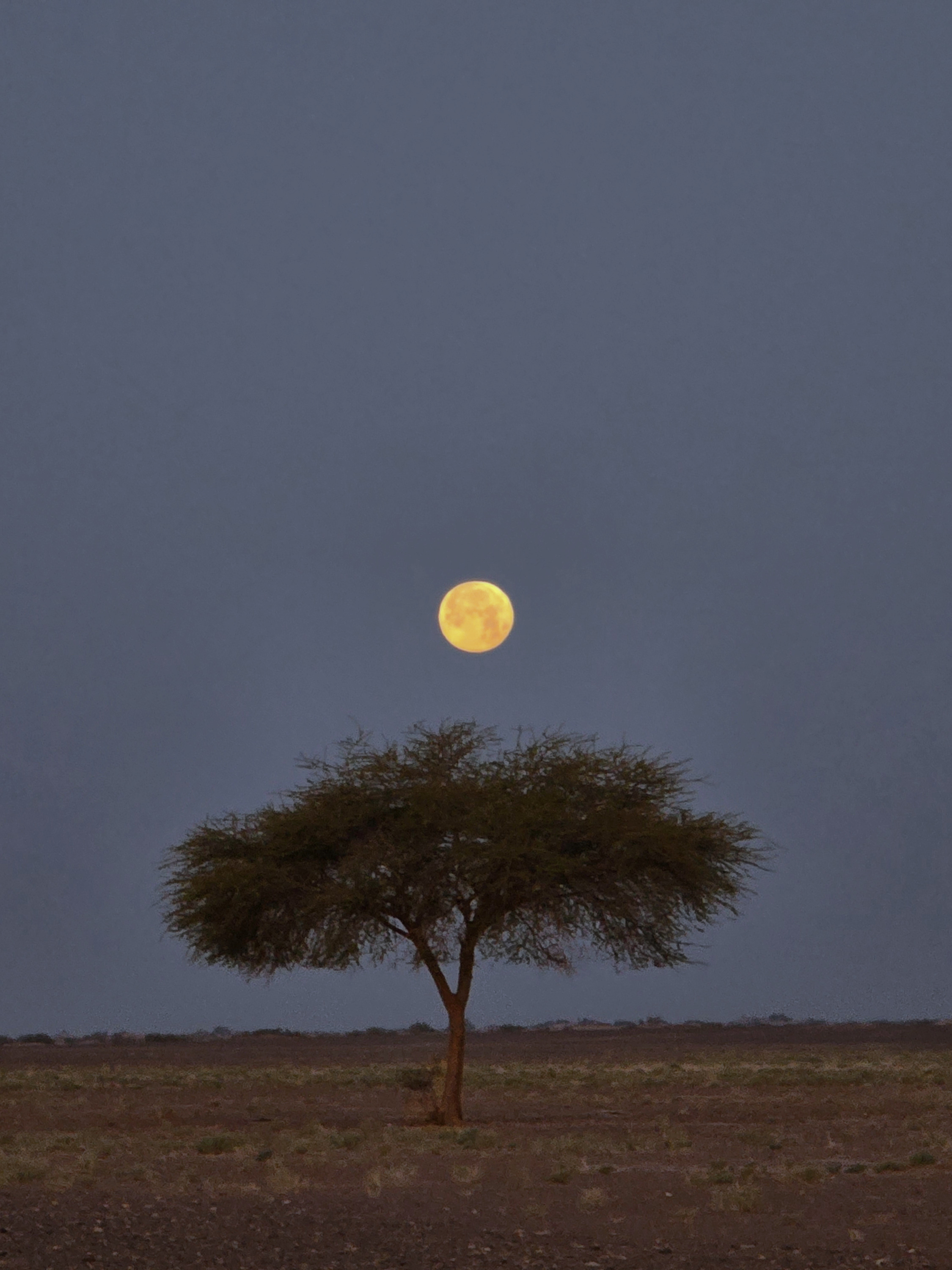 Moonrise Over a Tamarisk Tree in the Sahara Caravan gallery.