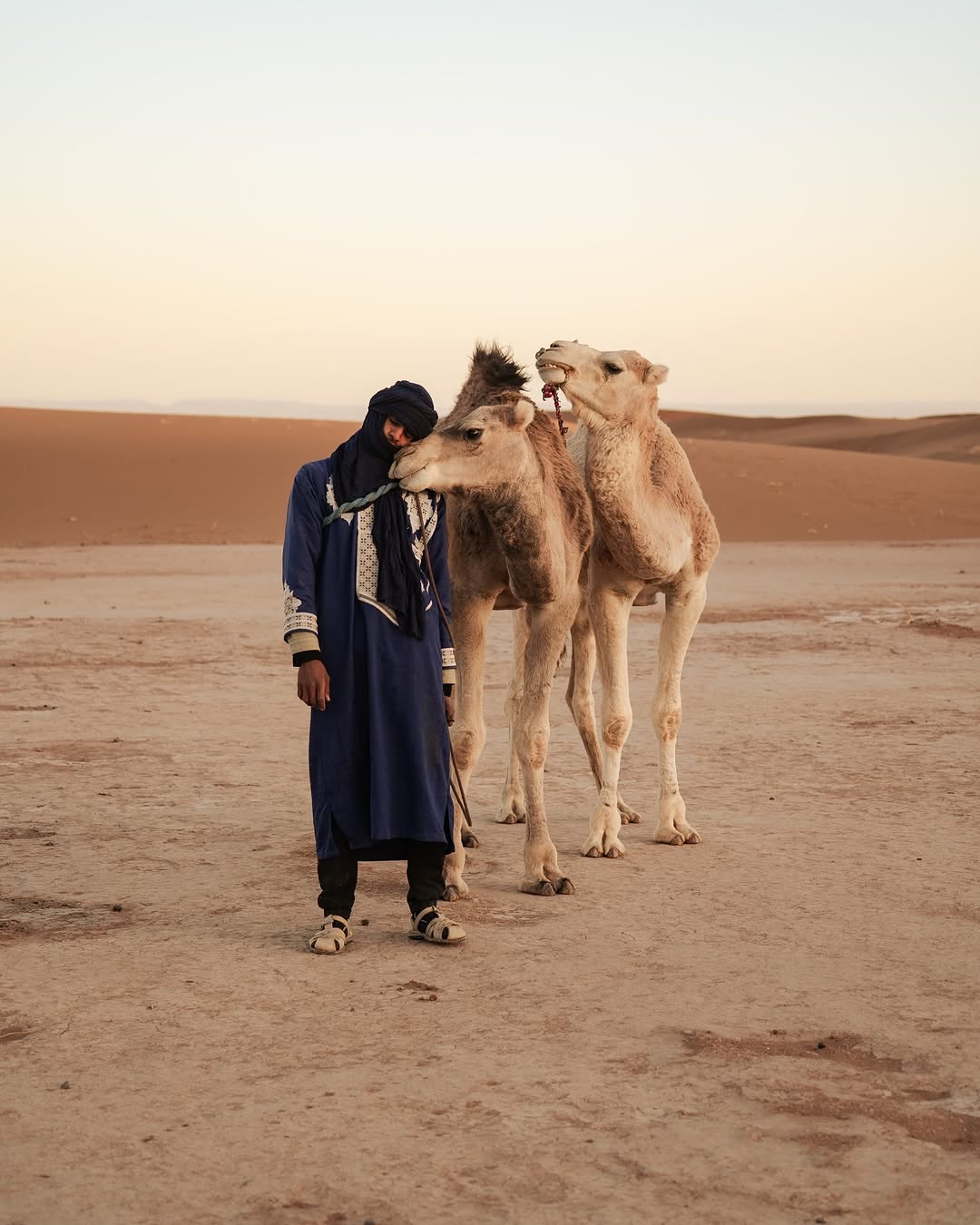Nomad with Young Camel in the Sahara Caravan gallery.