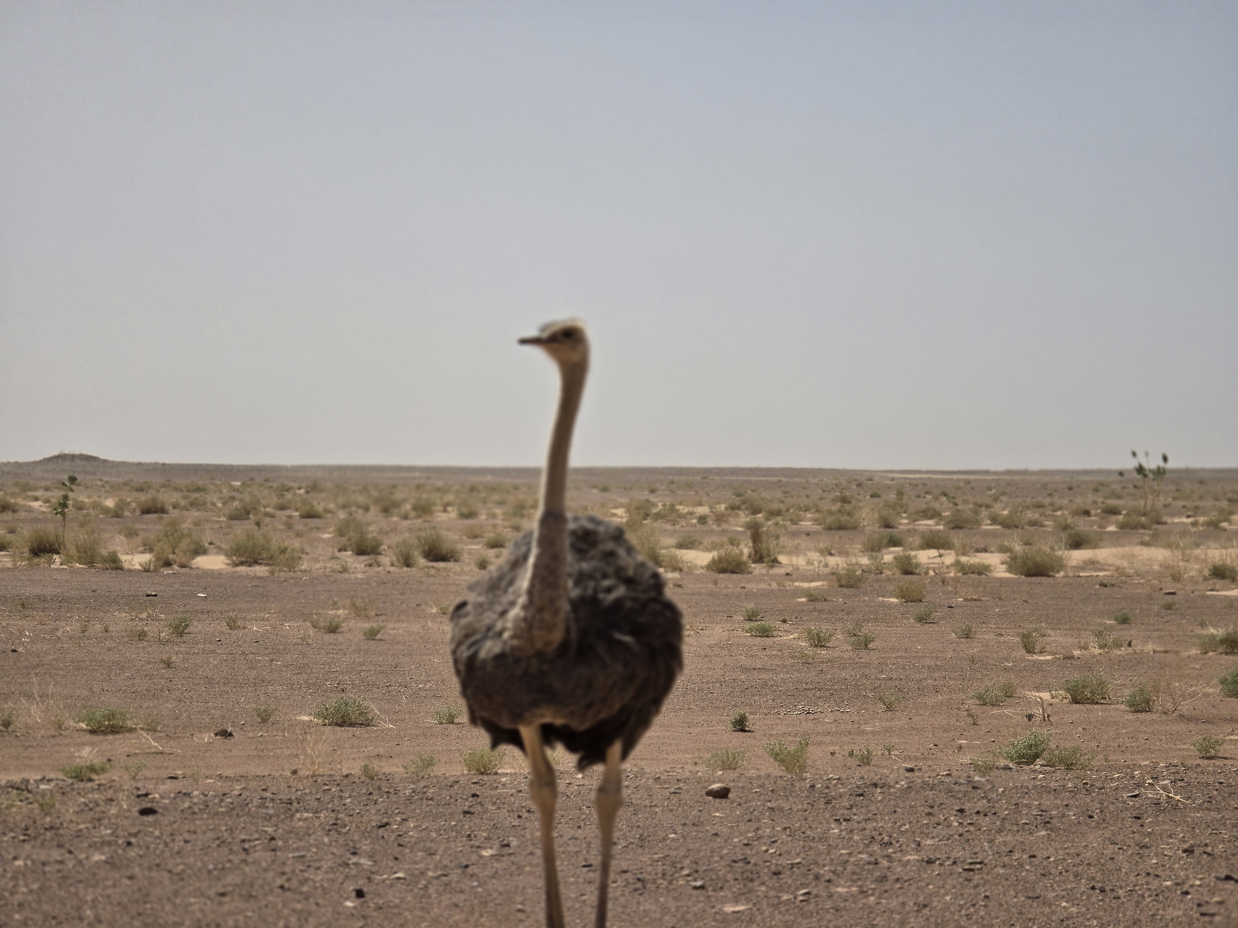 Ostrich in the Desert Park in the Sahara Caravan gallery.