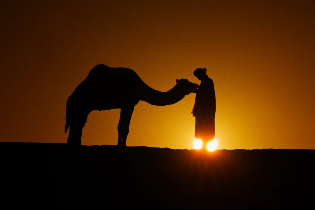 Camel at Sunset poster